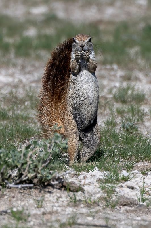 Cape ground squirrel