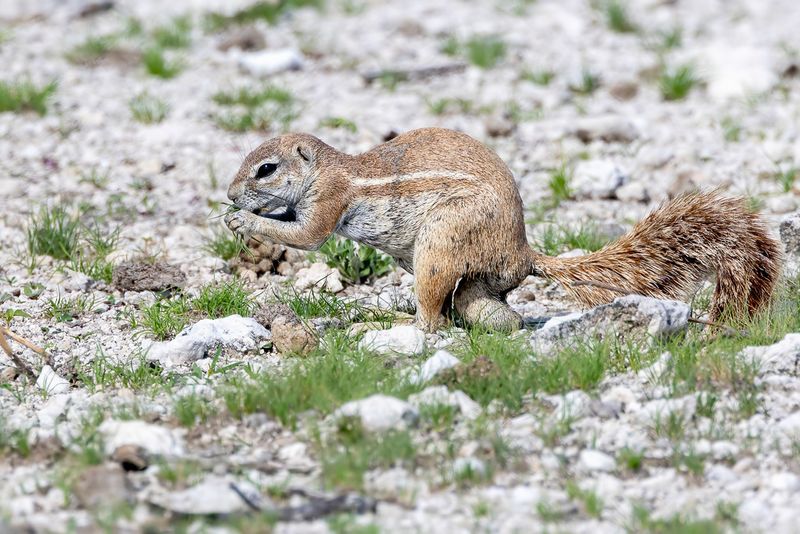 Cape ground squirrel