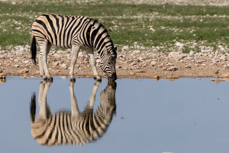 Plains zebre