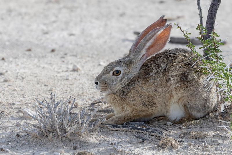 Scrub hare