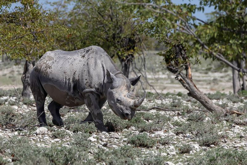 Black rhinoceros