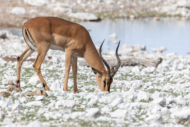 (Black-faced) Impala