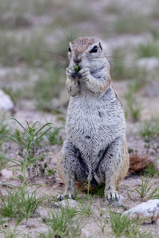 Cape ground squirrel