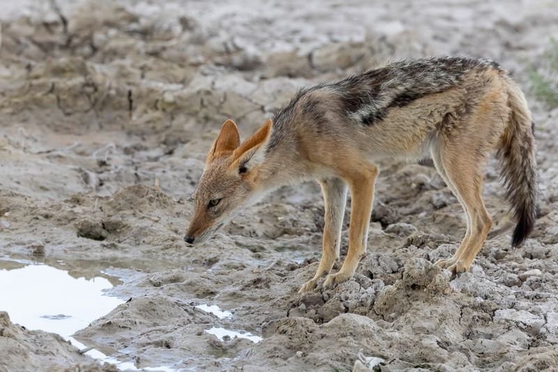 Black-backed Jackal
