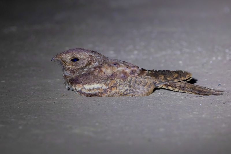 Plain Nightjar - Marmernachtzwaluw - Engoulevent terne