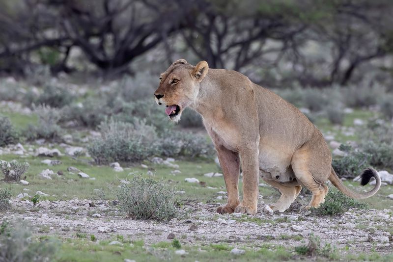 Lion