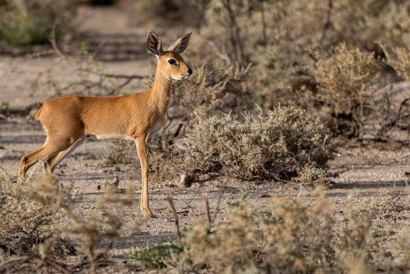 Steenbok