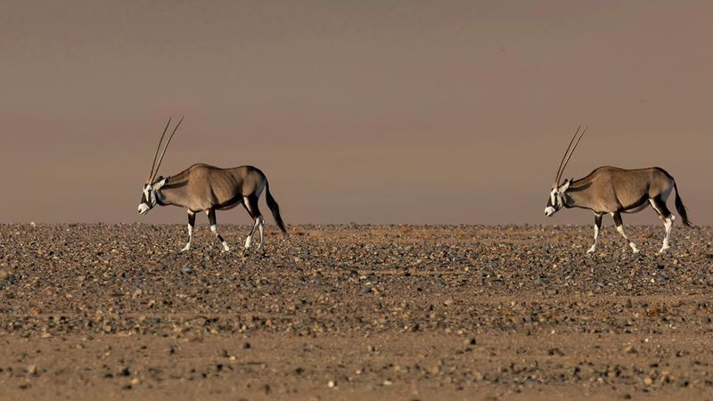 South African oryx
