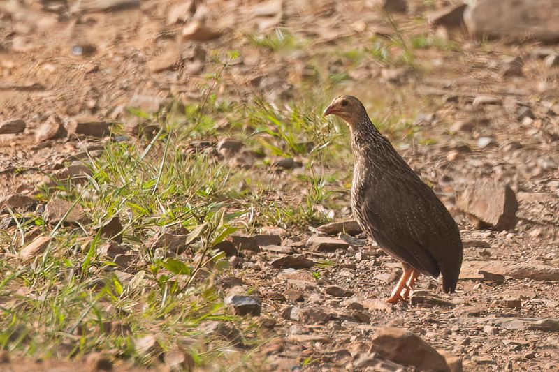 Ahanta Spurfowl - Ahantafrankolijn - Francolin d'Ahanta