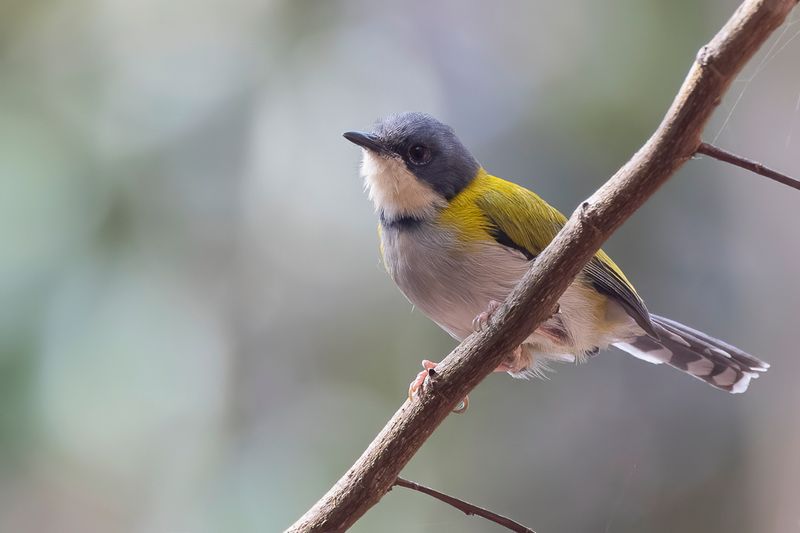 Black-capped Apalis - Zwartkapapalis - Apalis  calotte noire