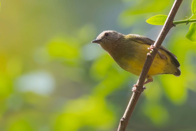 183 Macrosphenidae - Longbills, Crombecs, and Allies