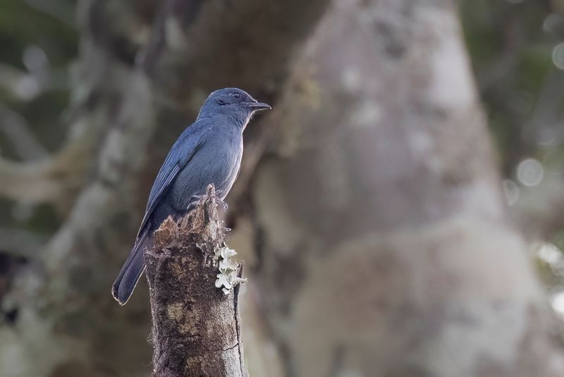 Nimba Flycatcher - Nimbadrongovliegenvanger - Gobemouche du Libria