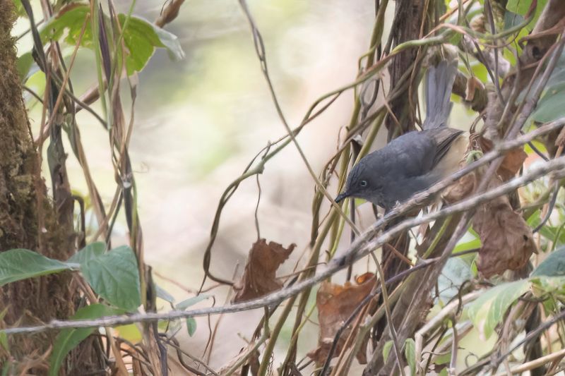 Sierra Leone Prinia - Witoogprinia - Prinia du Sierra Leone