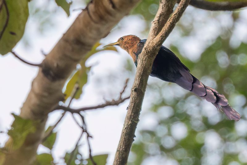 085 Phoeniculidae - Wood Hoopoes and Scimitarbills