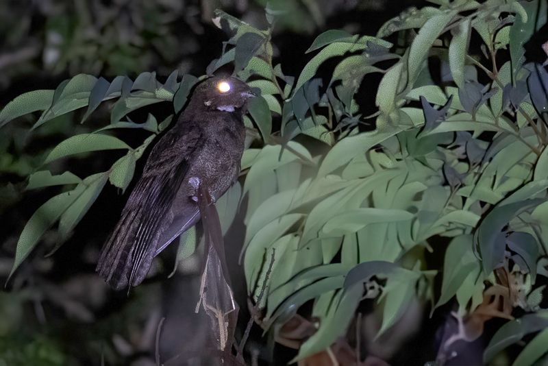 067 Caprimulgidae - Nightjars