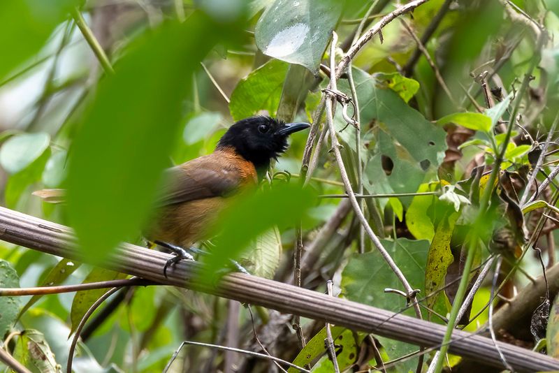 Black-headed Rufous Warbler - Zwartkapvoszanger - Bathmocerque  capuchon