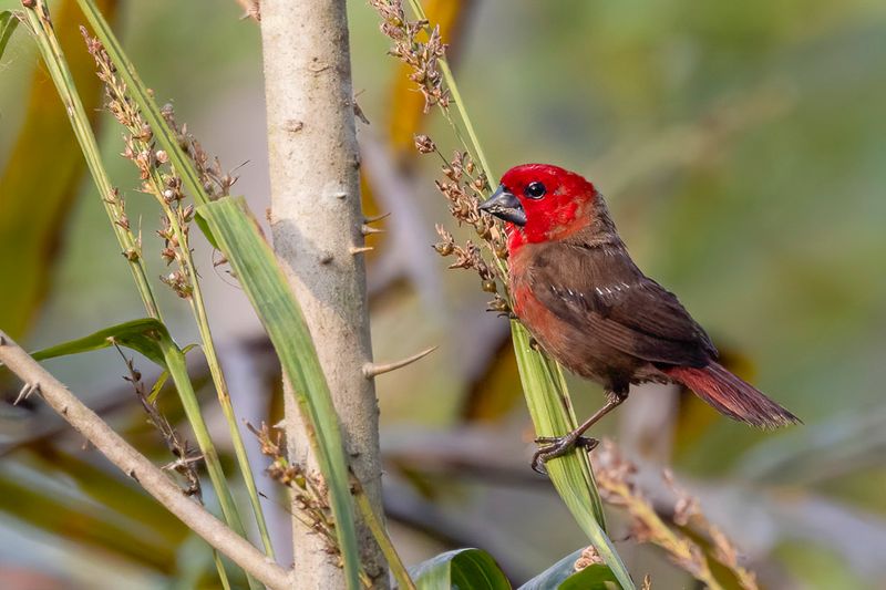 233 Estrildidae - Munias, Parrotfinches, Waxbills, and Allies