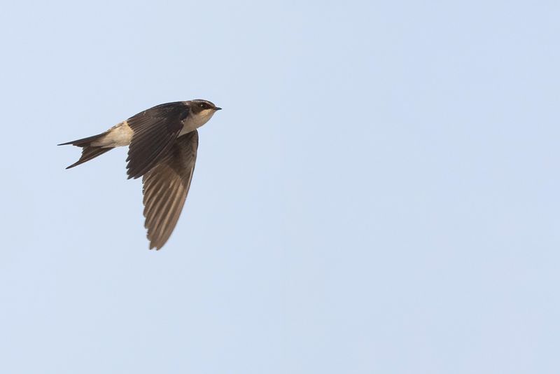 190 Hirundinidae - Swallows