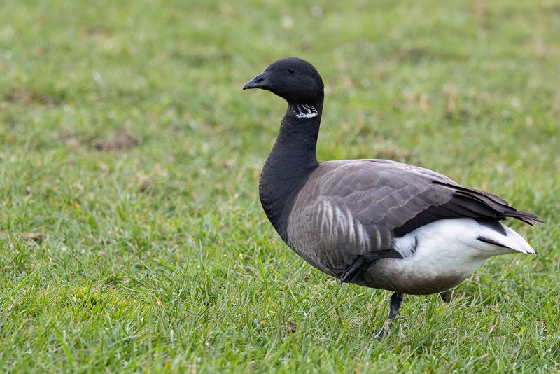 Birds of The Nerherlands