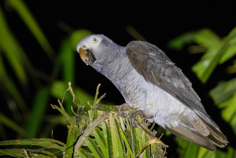 106 Psittacidae - African and New World Parrots