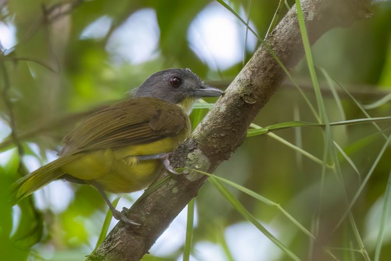 Grey-headed Bristlebill - Grijskopblada - Bulbul fourmilier