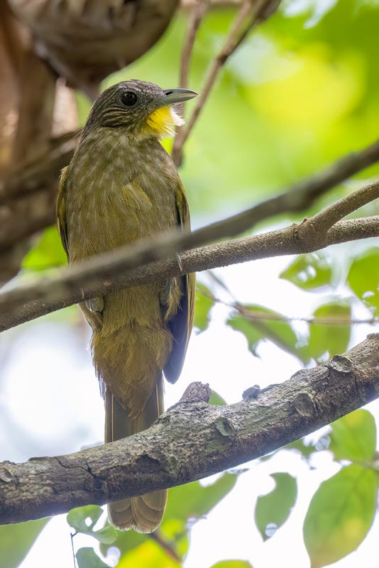 Western Bearded Greenbul - Temmincks Baardbuulbuul - Bulbul crinon