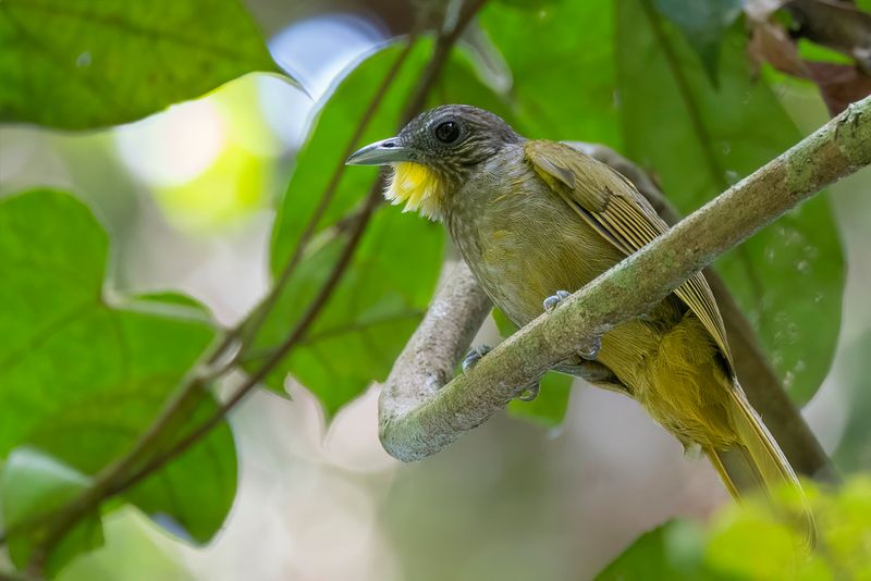 Western Bearded Greenbul - Temmincks Baardbuulbuul - Bulbul crinon