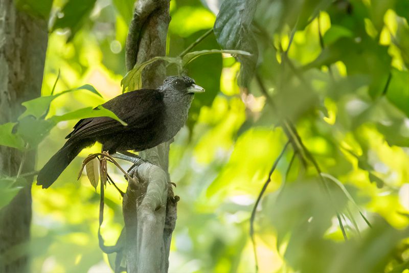 202 Leiothrichidae - Laughingthrushes and Allies