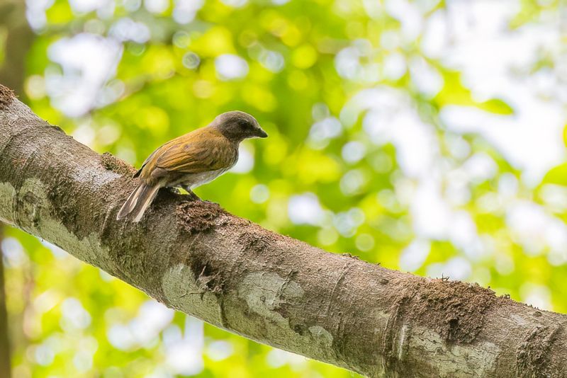 100 Indicatoridae - Honeyguides