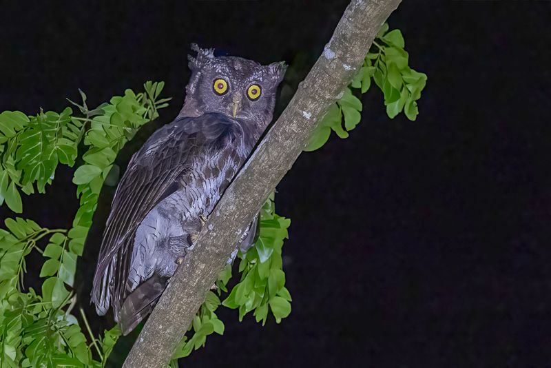 076 Strigidae - Owls