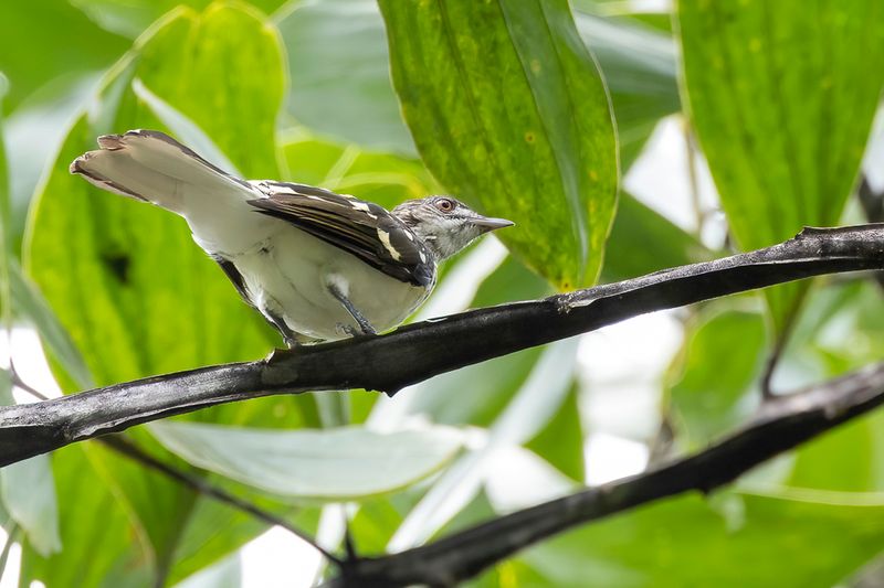 Spotted Greenbul - Gevlekte Buulbuul - Bulbul tachet