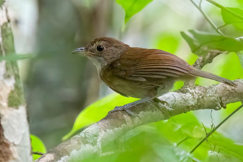 Brown Illadopsis - Bruine Lijstertimalia - Akalat brun