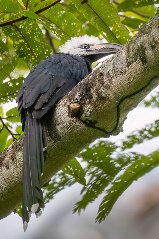 087 Bucerotidae - Hornbills
