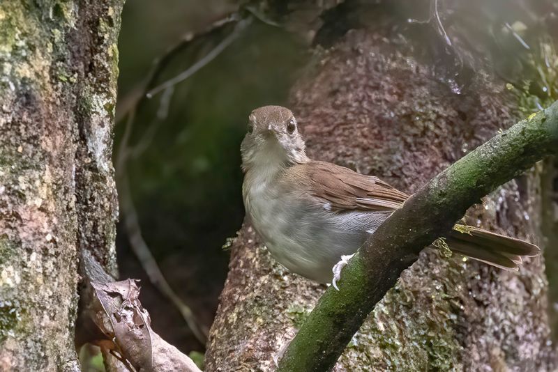 207 Pellorneidae - Ground Babblers