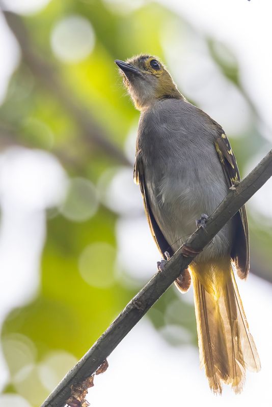 Western Nicator - Grijskeelnicator - Bulbul nicator