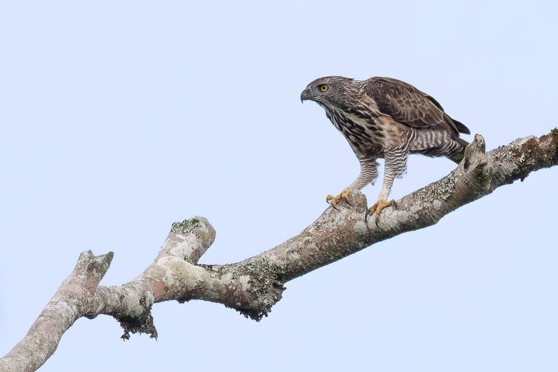 Pinsker's Hawk-Eagle - Zuid-Filipijnse Kuifarend - Aigle de Pinsker