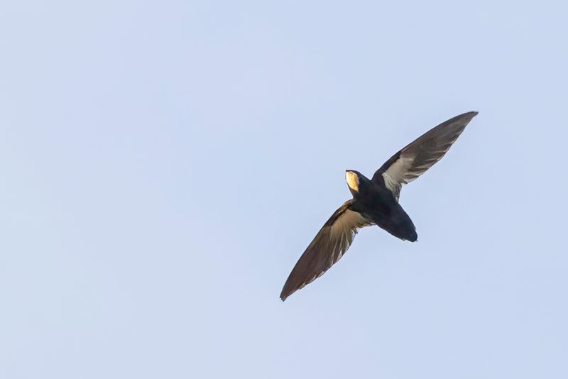 Philippine Spinetail - Filipijnse Gierzwaluw - Martinet des Philippines 