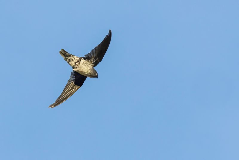 Ridgetop Swiftlet - Hooglanddwergsalangaan - Salangane des crtes