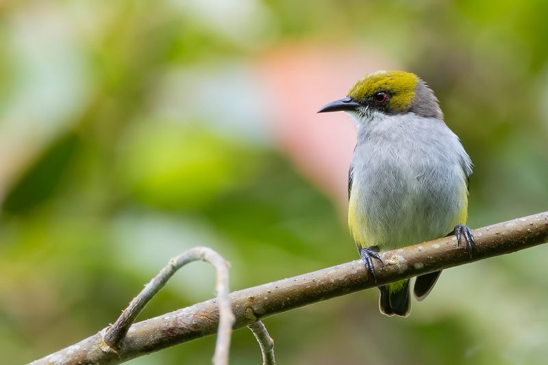 Olive-capped Flowerpecker - Mindanaohoningvogel - Dicée à calotte olive