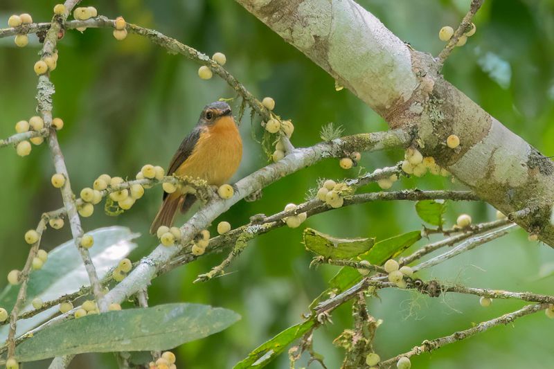 Bundok Flycatcher - Bundokvliegenvanger - Gobemouche montagnard (f)