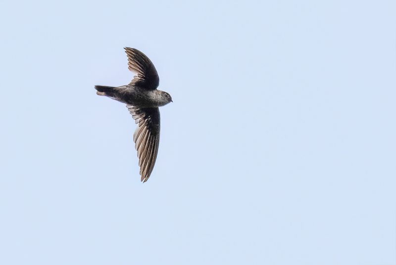 Philippine Swiftlet - Bruinstuitsalangaan - Salangane de Mearns