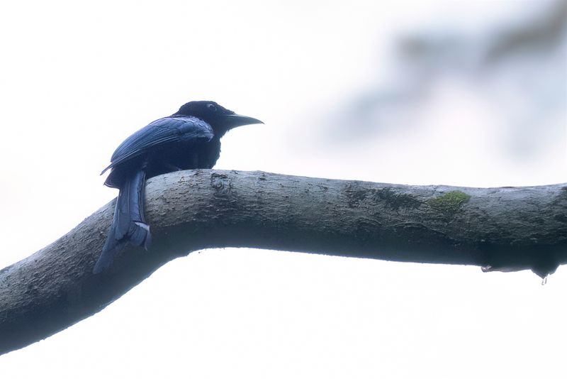 Tablas Drongo - Tablasdrongo - Drongo de Tablas