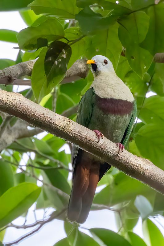 Black-chinned Fruit Dove - Leclanchers Jufferduif - Ptilope de Leclancher