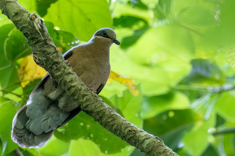 White-eared Brown Dove - Kleine Bruine Vruchtduif - Phapitréron à oreillons blancs