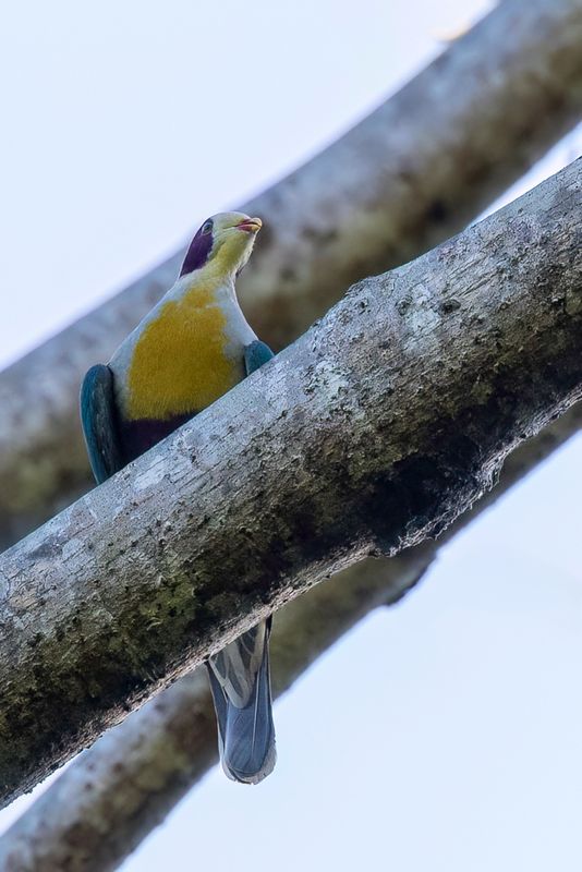 Yellow-breasted Fruit Dove - Geelborstjufferduif - Ptilope batilde