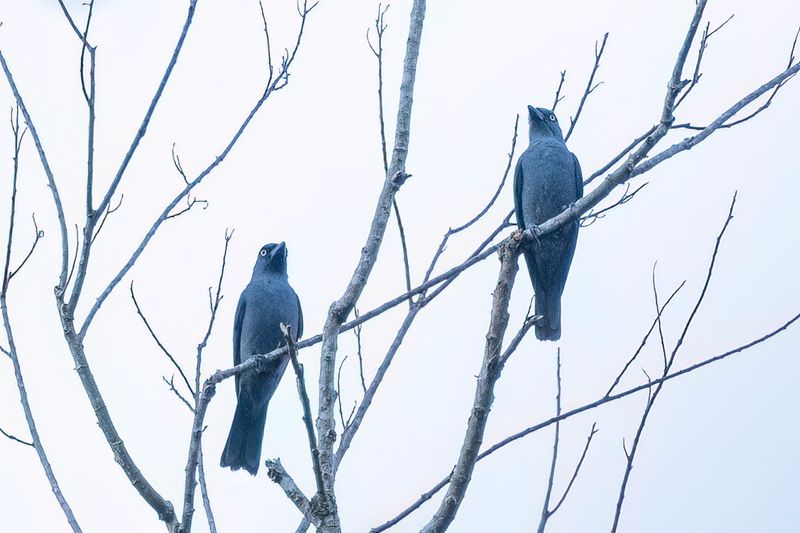 Mindoro Cuckooshrike - Mindororupsvogel - chenilleur de Mindoro