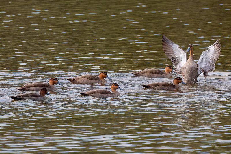 Philippine Duck - Filipijnse Eend - Canard des Philippines