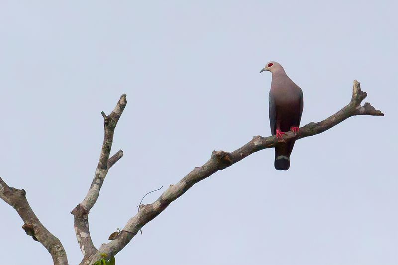 027 Columbidae - Pigeons, Doves