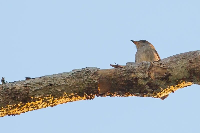 226 Muscicapidae - Chats, Old World Flycatchers