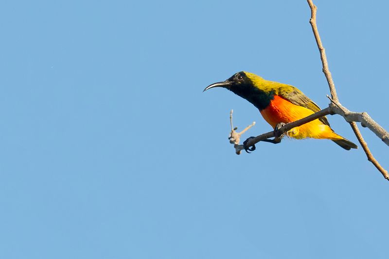 Birds of Lesser Sundas 2017